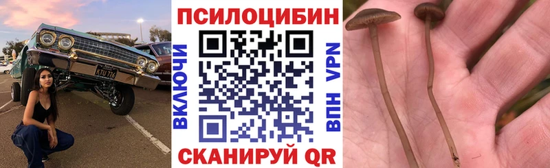Купить Комсомольск Галлюциногенные грибы Psilocybine cubensis
